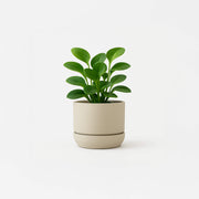 Botani Mist