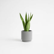 Flare Bowl