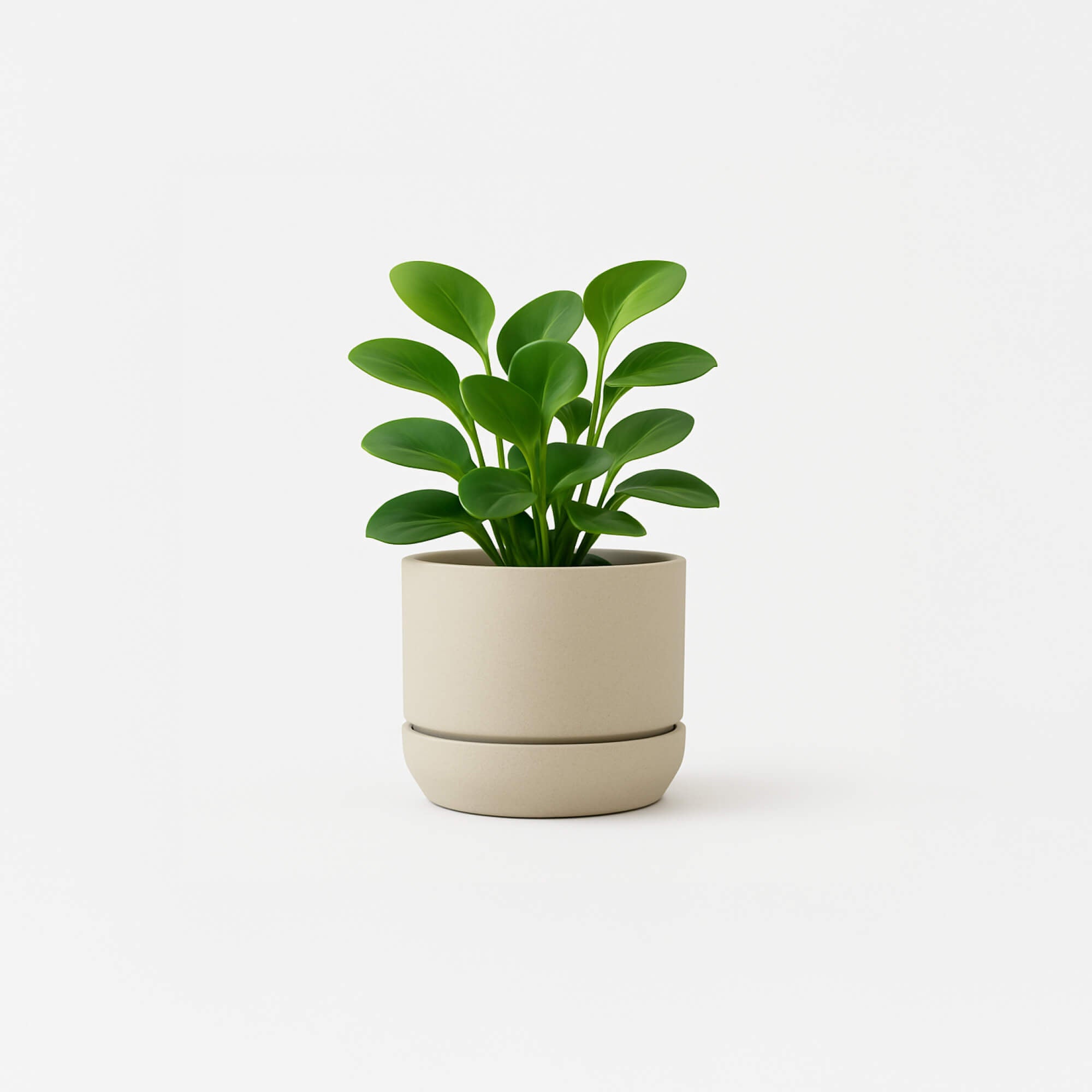 Botani Mist