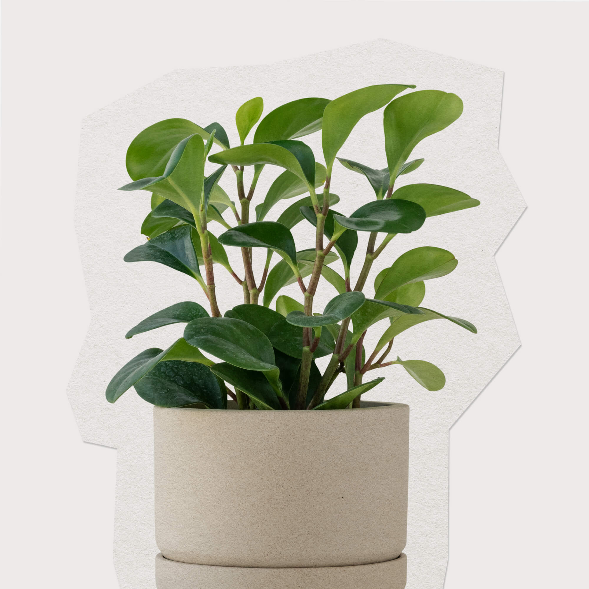 Botani Mist